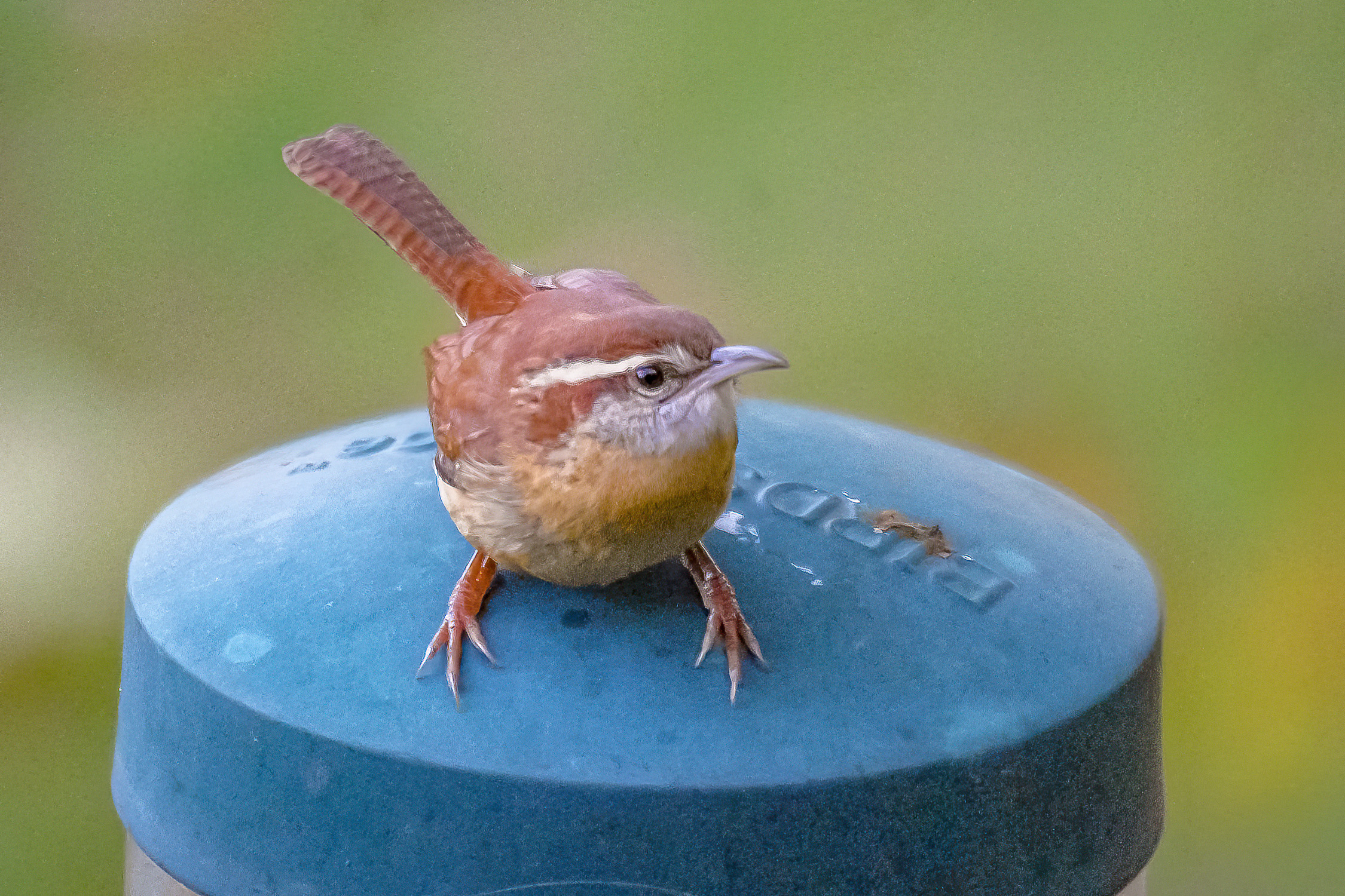 Carolina Wren atop Seed Feeder, November 2014