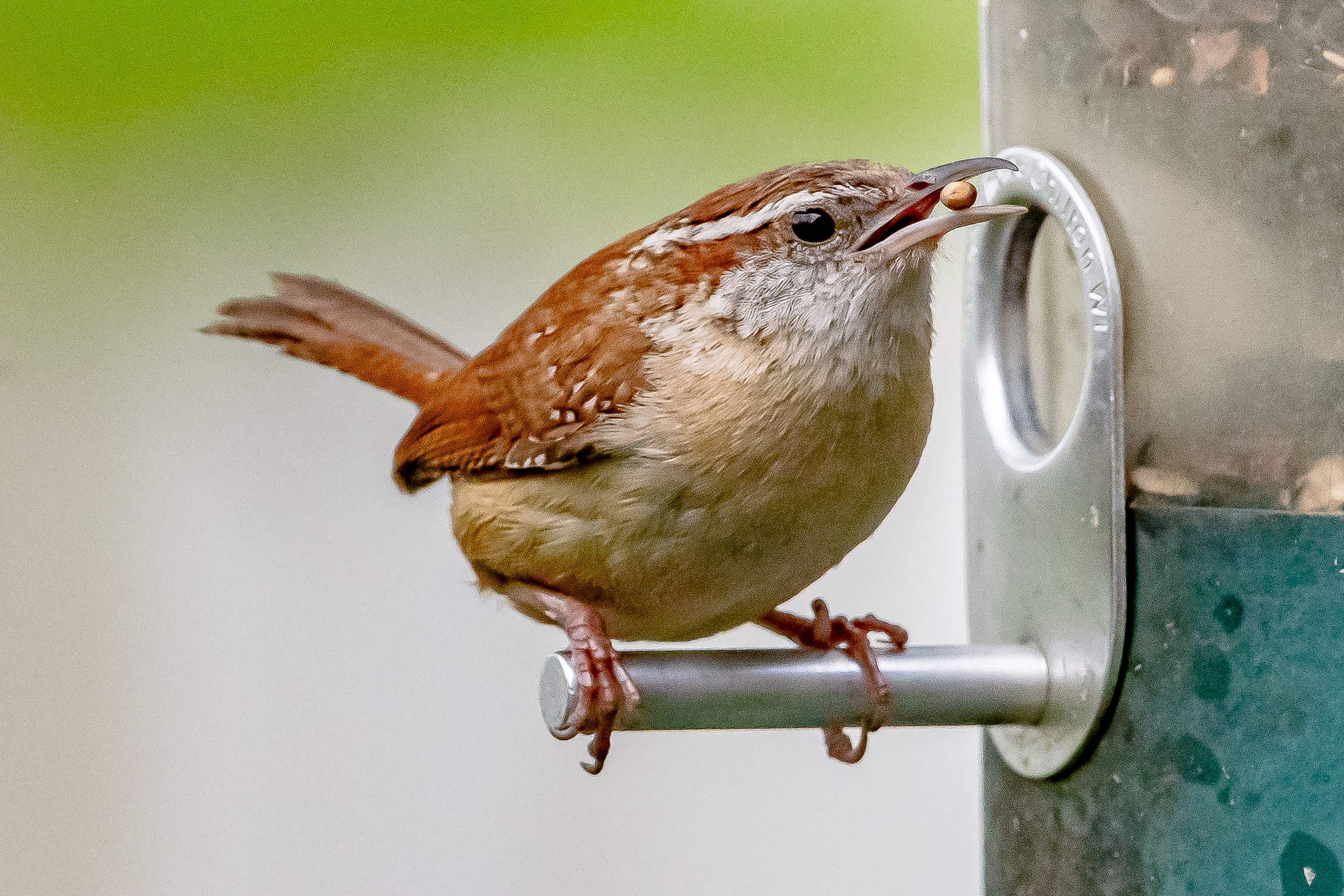 Carolina Wren with seed at feeder perch, May 2021