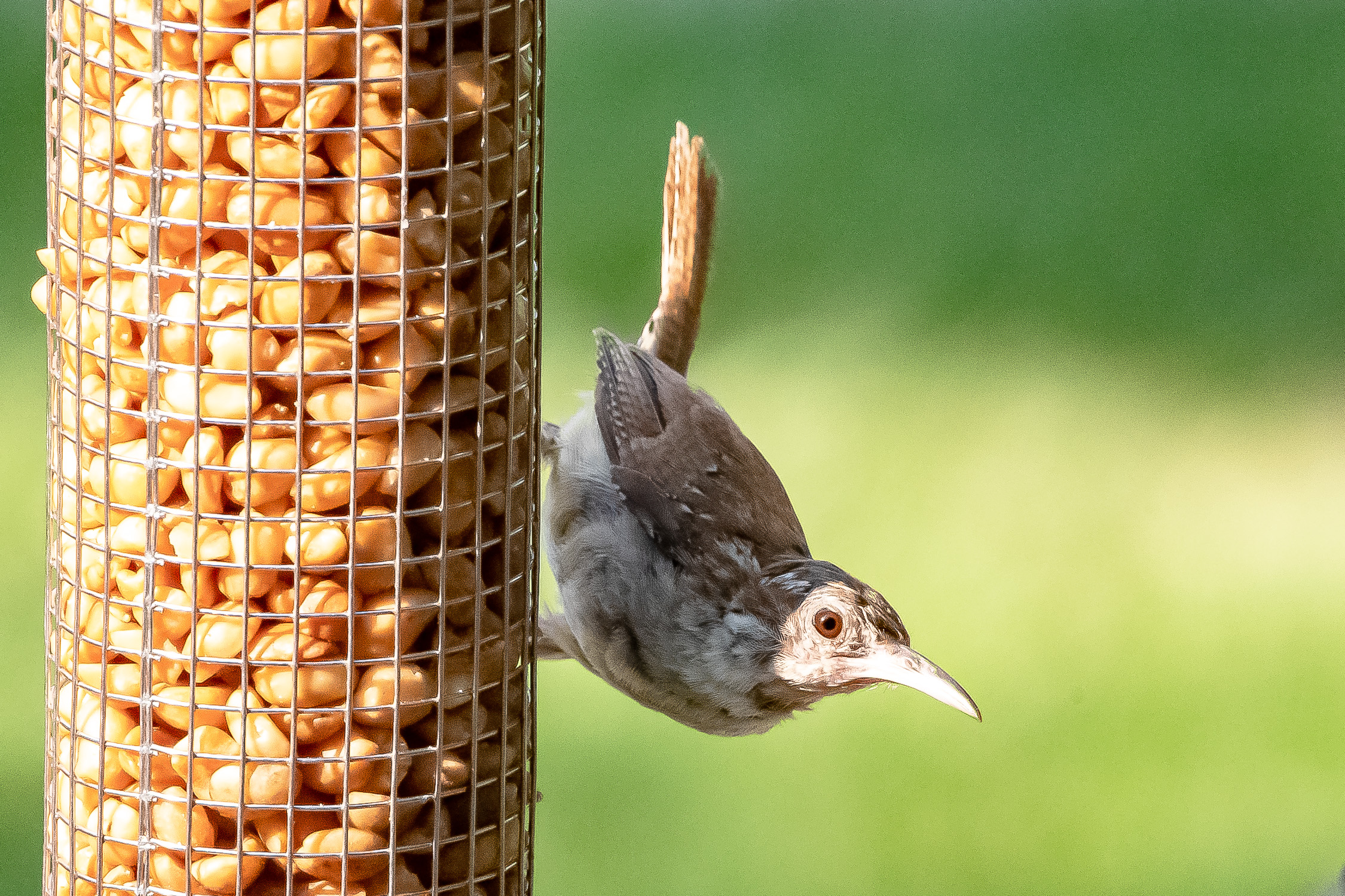 Juvenile Carolina Wren on peanut feeder, August 2021