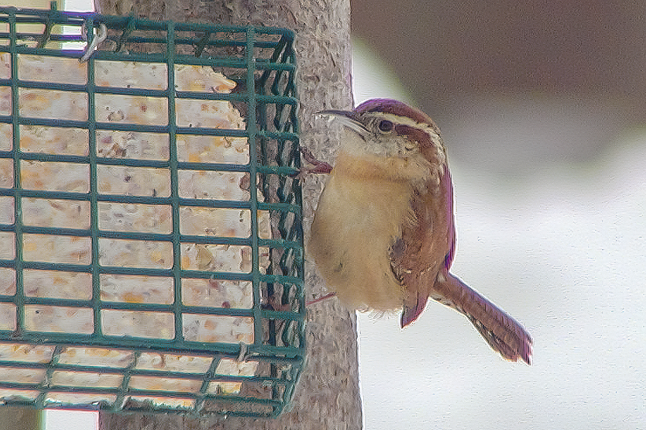Carolina Wren at Suet Feeder, February 2003.