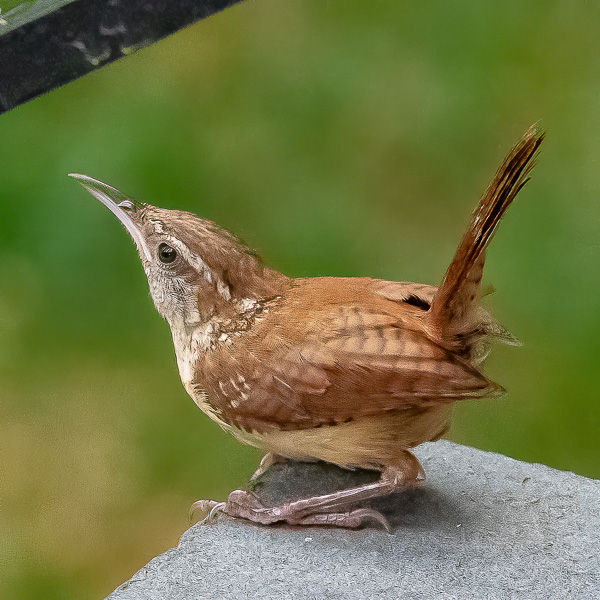 Eurasian Kestrel on cable.