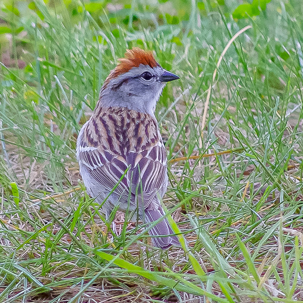 Chipping Sparrow in front of Ocean Twp Library