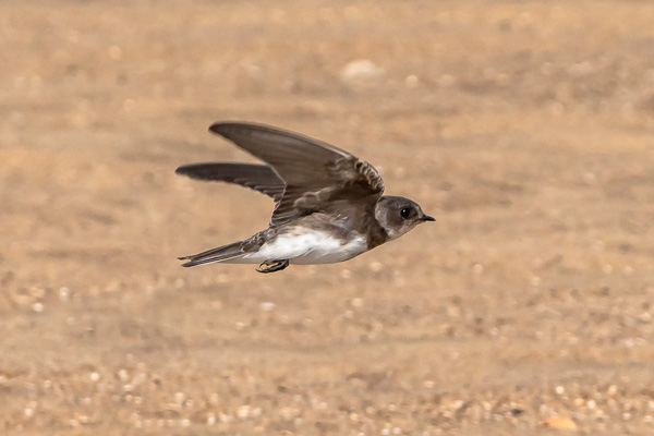 Hawks & Vultures category image