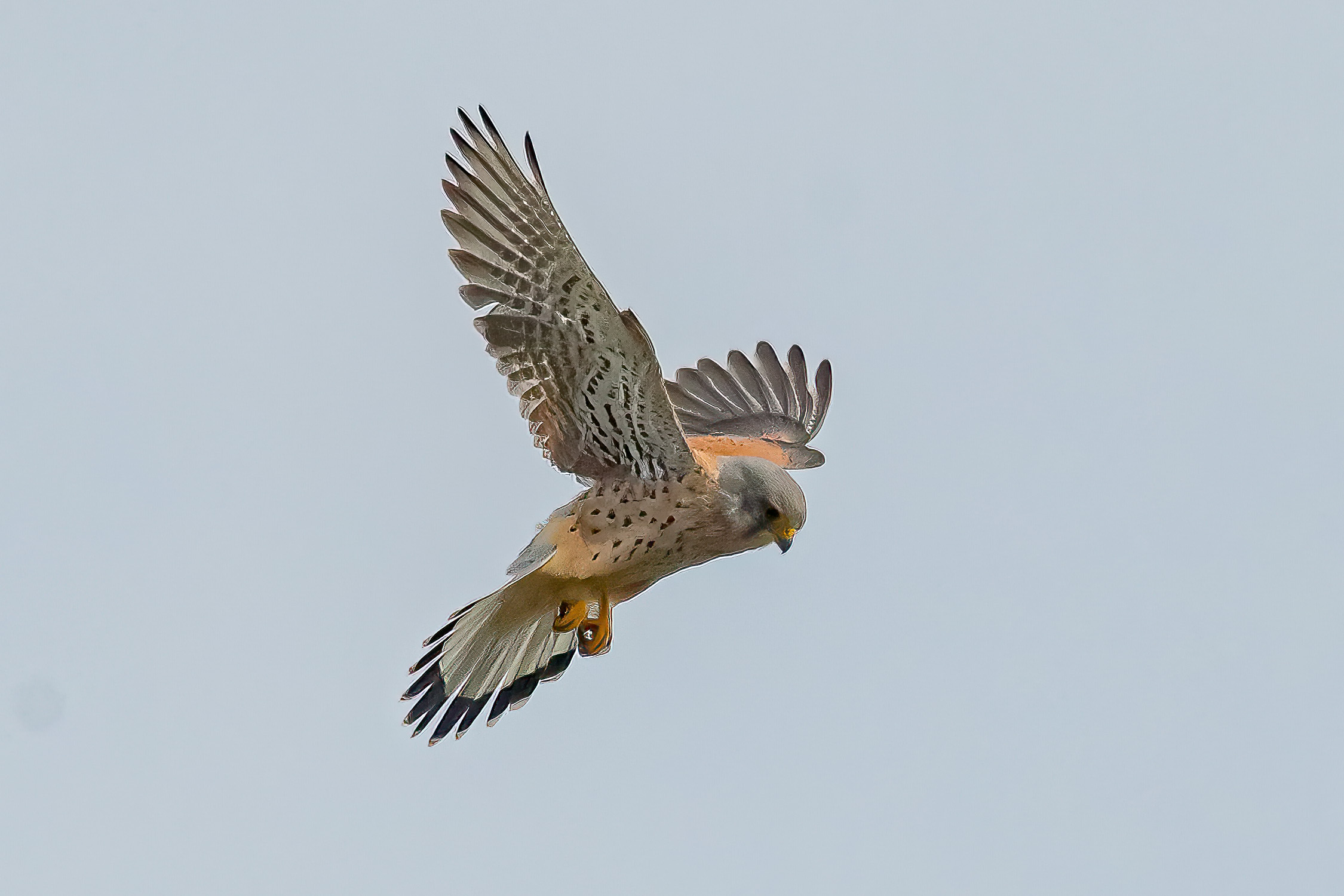 Male Eurasian Kestrel hovering.
