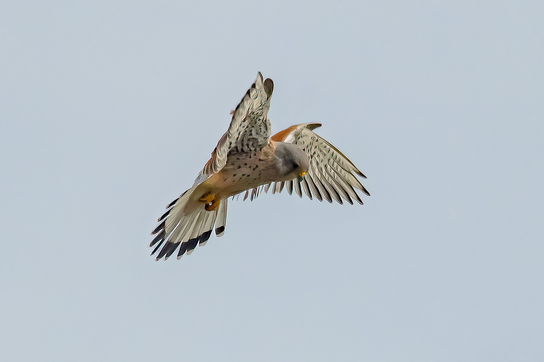 Male Eurasian Kestrel hovering.