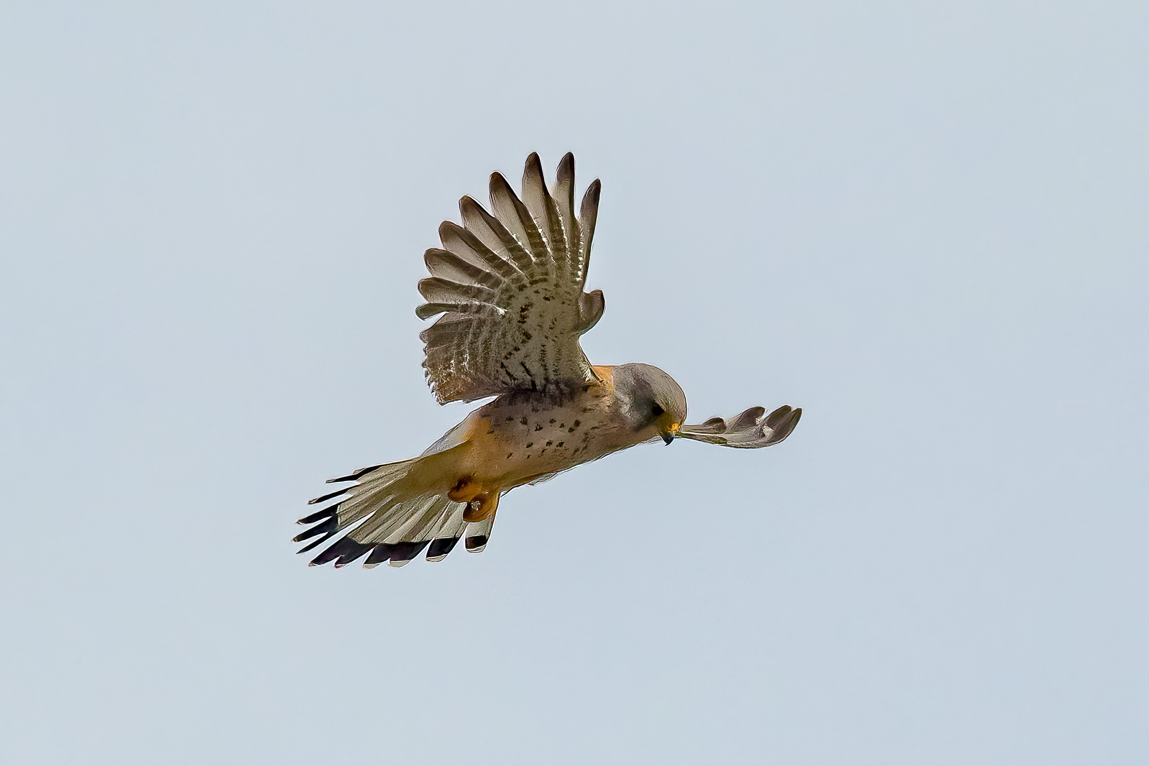 Male Eurasian Kestrel hovering.