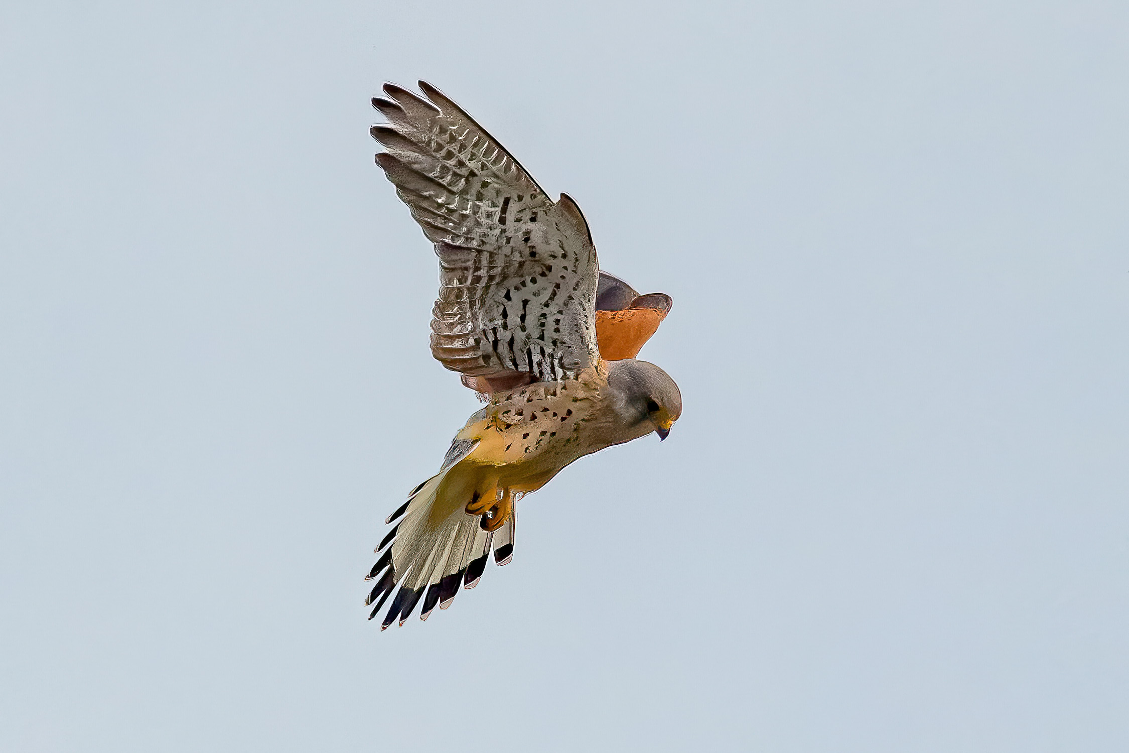 Male Eurasian Kestrel hovering.
