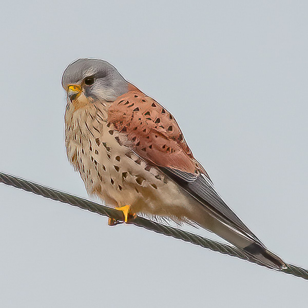 Eurasian Kestrel on cable.
