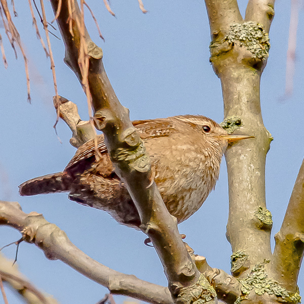 Eurasian Wren in tree.