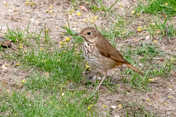 Hawks & Vultures category image