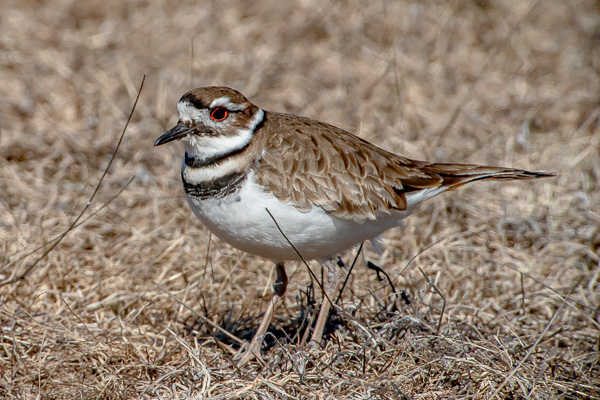 Killdeer