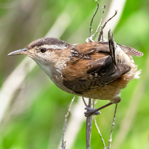 Eurasian Kestrel on cable.