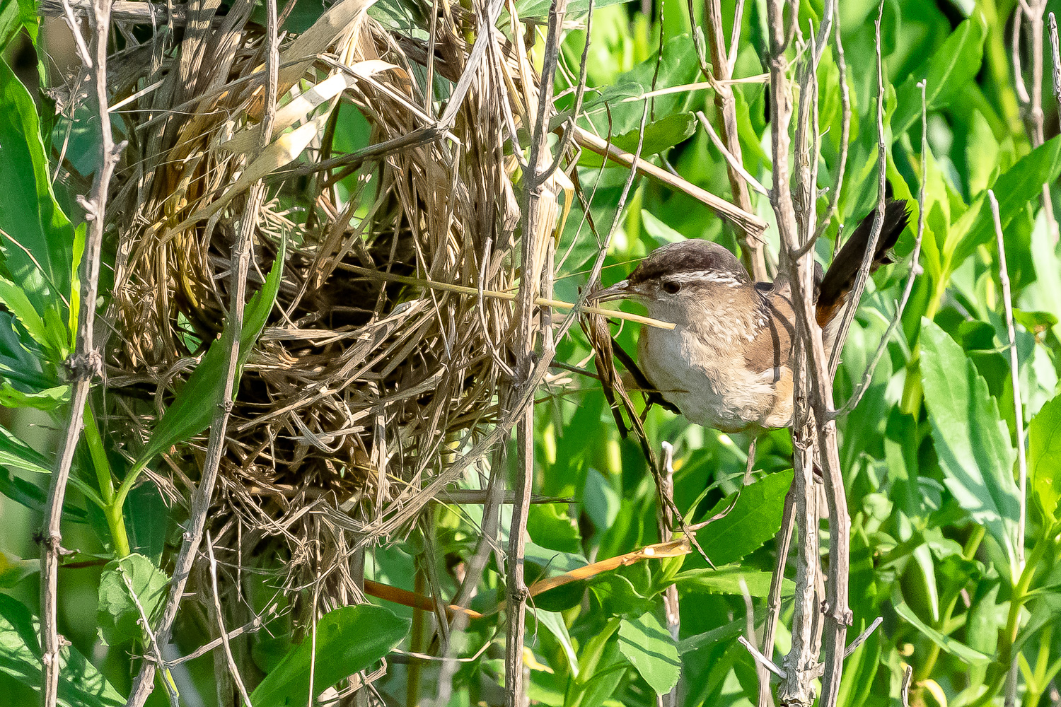 Marsh Wren building a nest.