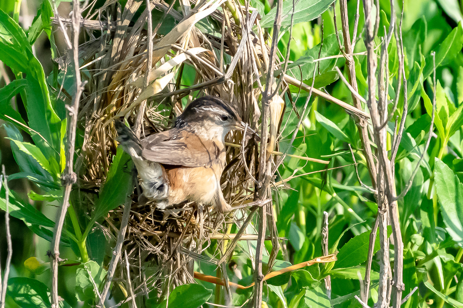 Marsh Wren building a nest.