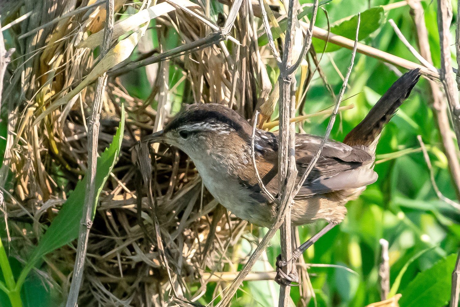 Marsh Wren building a nest.