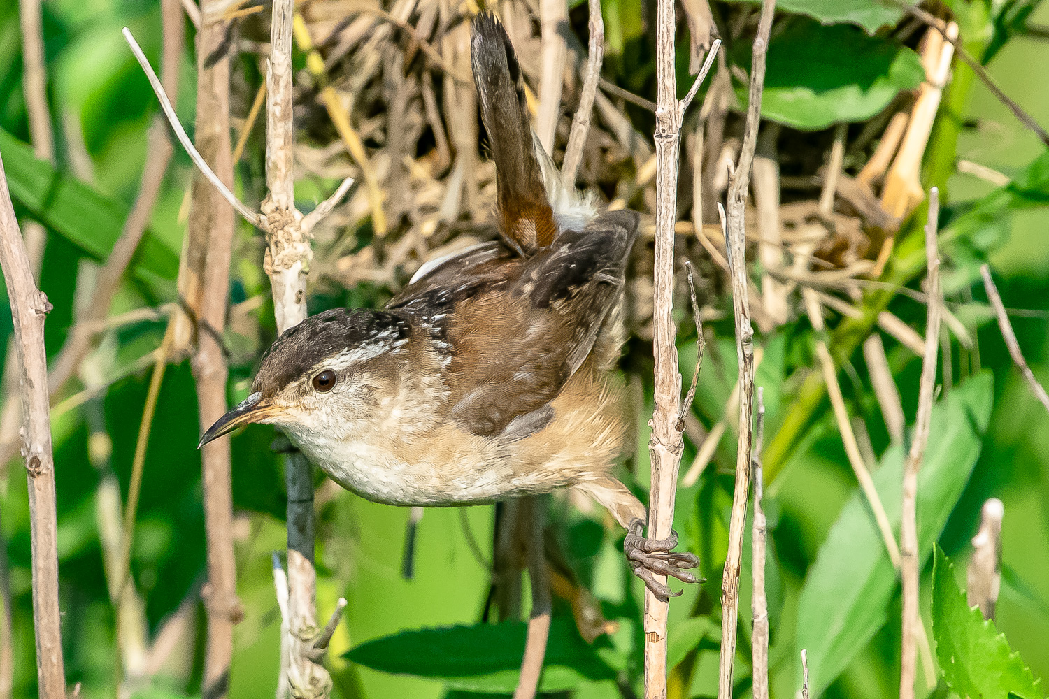 Marsh Wren building a nest.