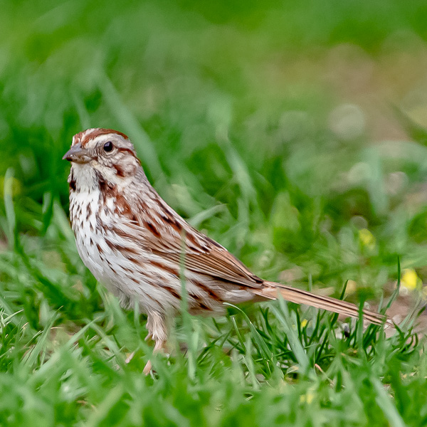 Song Sparrow on front lawn