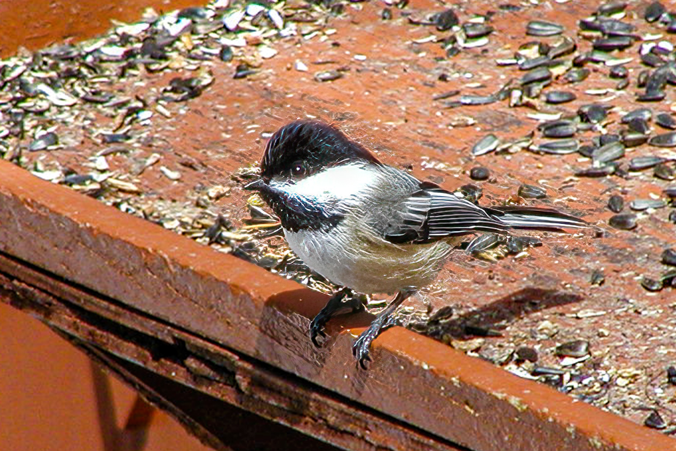 Black-capped Chickadee on feeder table.