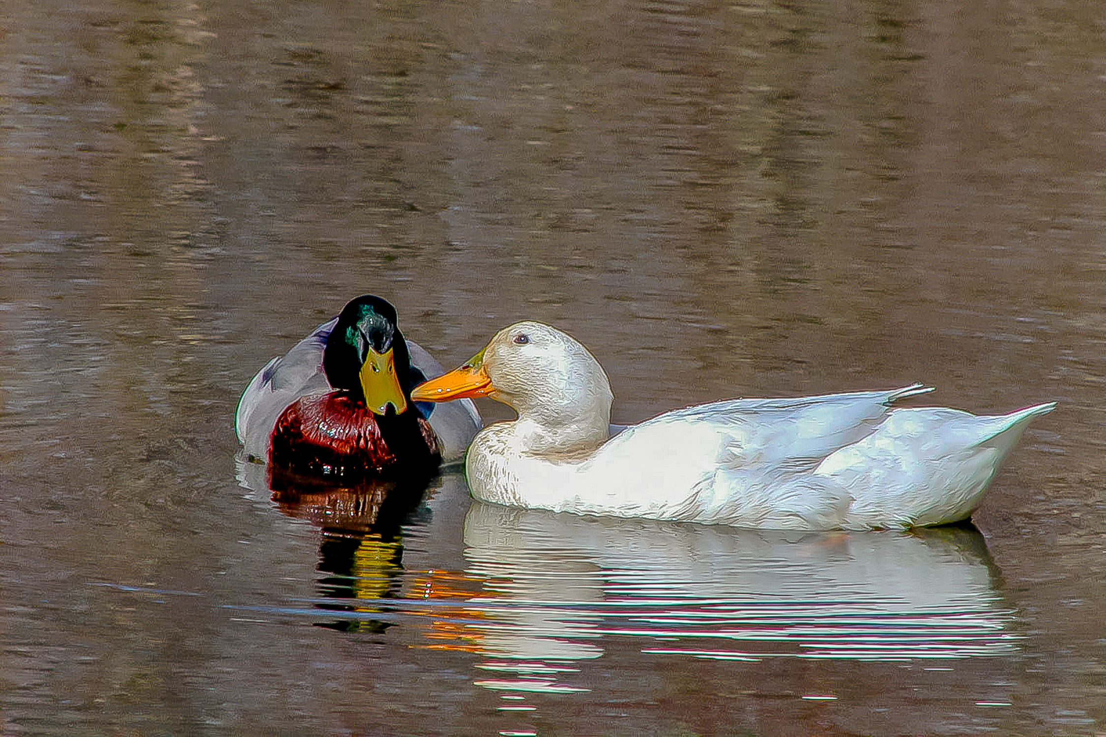 Wild and Domestic Mallards on Wanamassa pond.