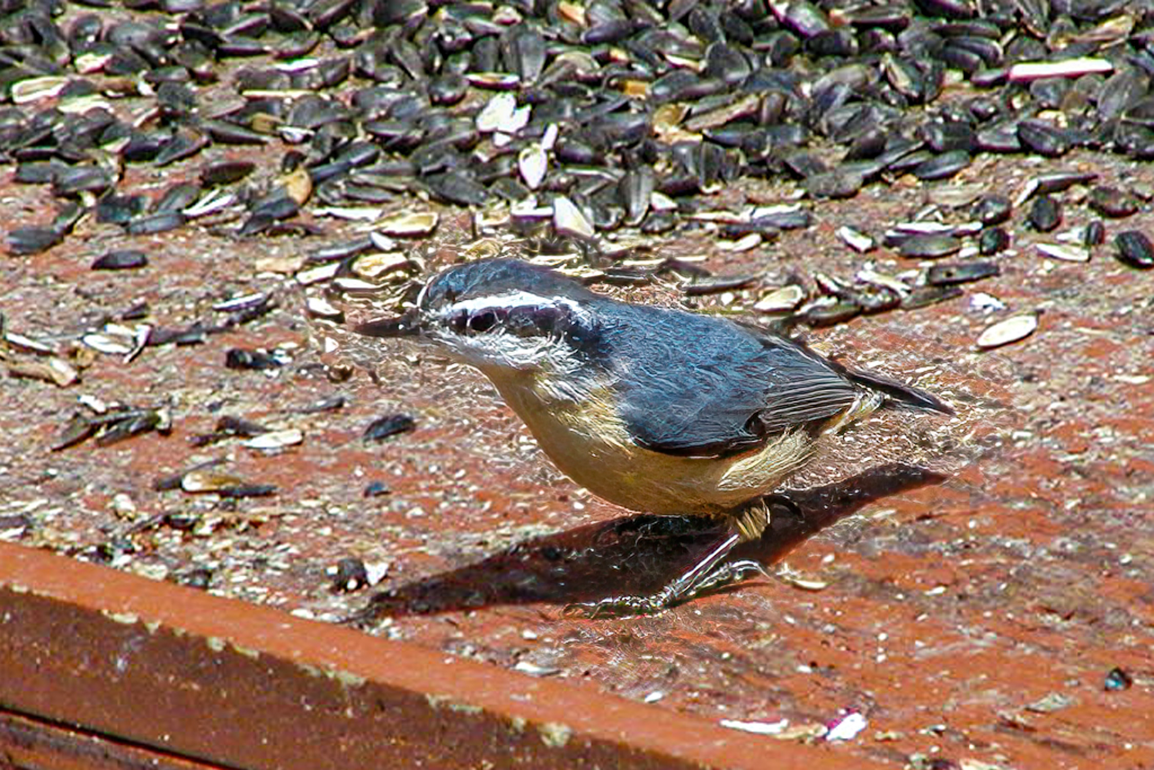 Red-breasted Nuthatch on feeder table.