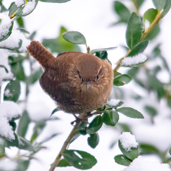 Eurasian Kestrel on cable.
