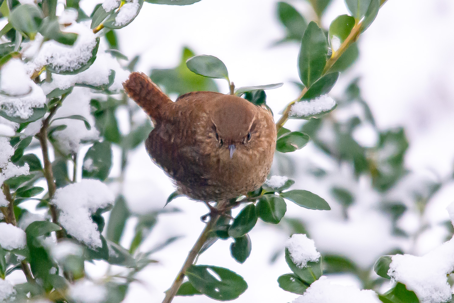 Carolina Wren at Suet Feeder, February 2003.