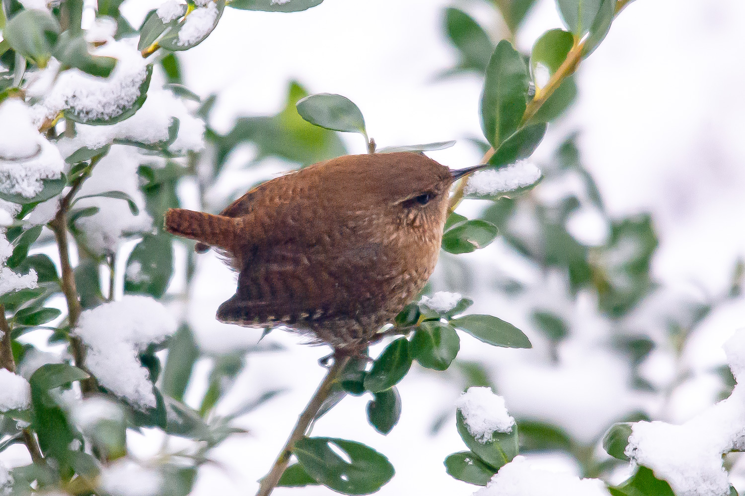 Carolina Wren atop Seed Feeder, November 2014