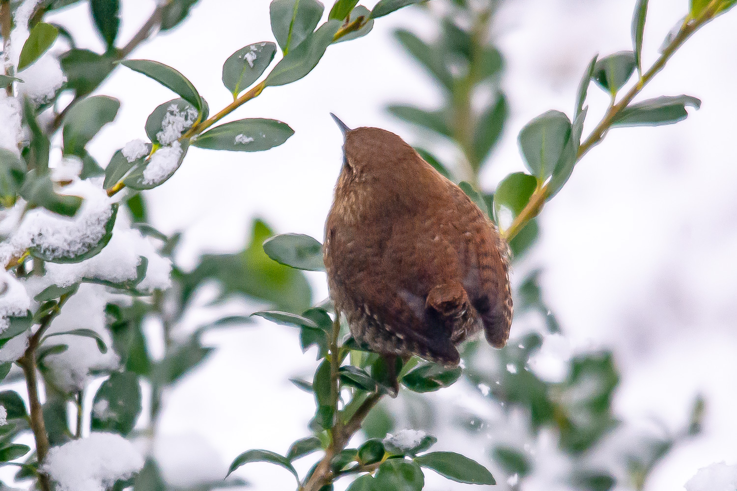 Carolina Wren with seed at feeder perch, May 2021